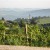 View of Barbaresco and its tower in the summer